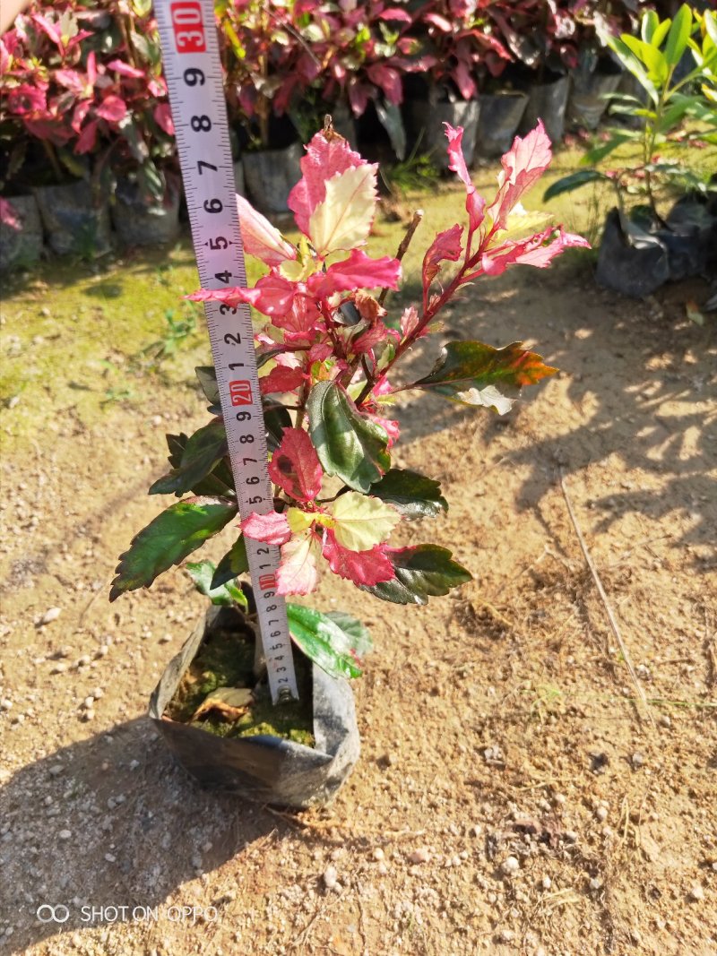 扶桑(朱槿)彩叶扶桑福建漳州闽景园艺场