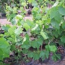 盆栽葡萄，品种多，颗颗带果。