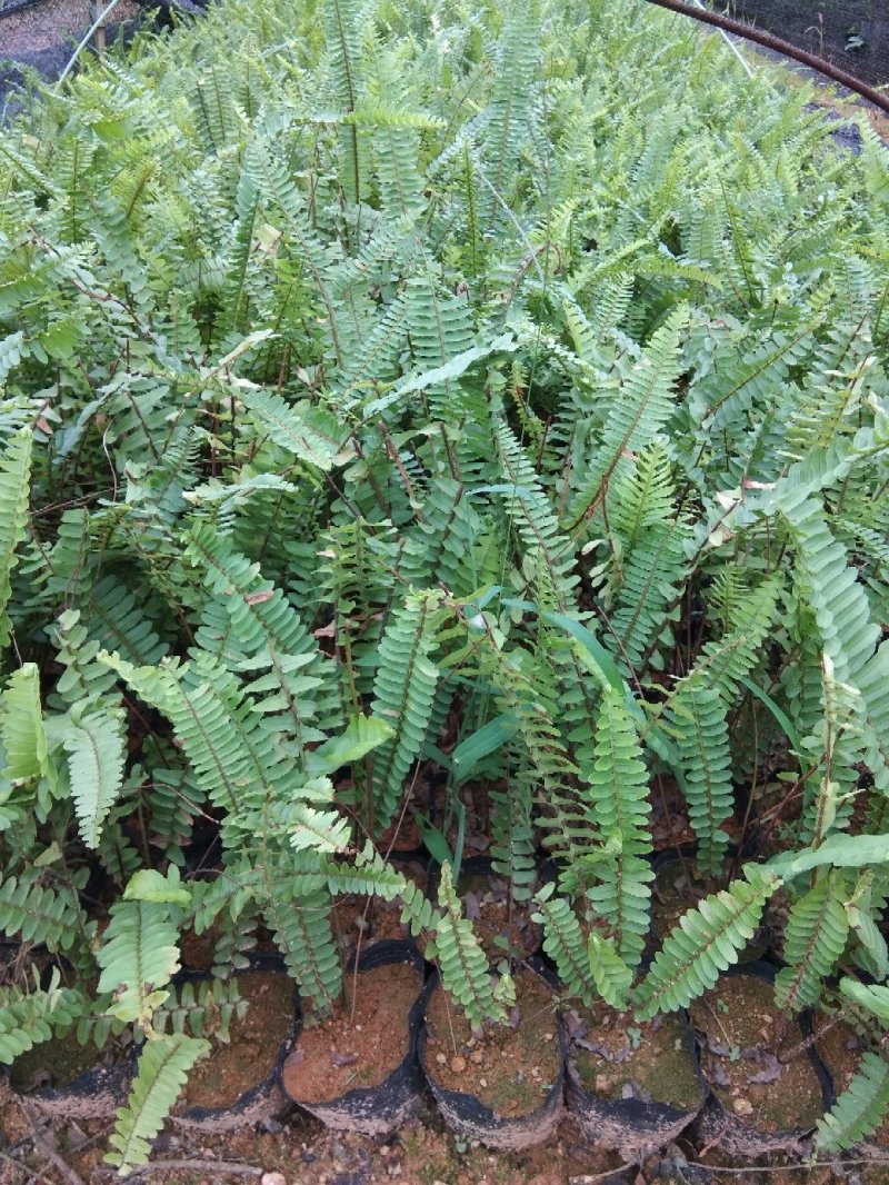 (推荐)肾蕨，苗圃基地品种齐全高20至35冠幅15至25