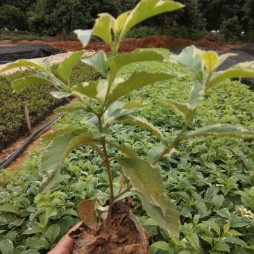 花叶莲翘，花叶假莲翘，高20至30冠幅15至25，分枝