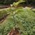 花叶莲翘，花叶假莲翘，高20至30冠幅15至25，分枝