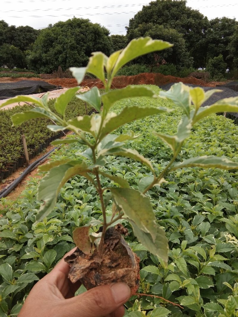 花叶莲翘，花叶假莲翘，高20至30冠幅15至25，分枝