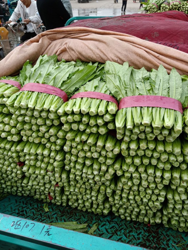 精品油麦菜，大量上市产地直发质量保证，代发全国根干净叶片