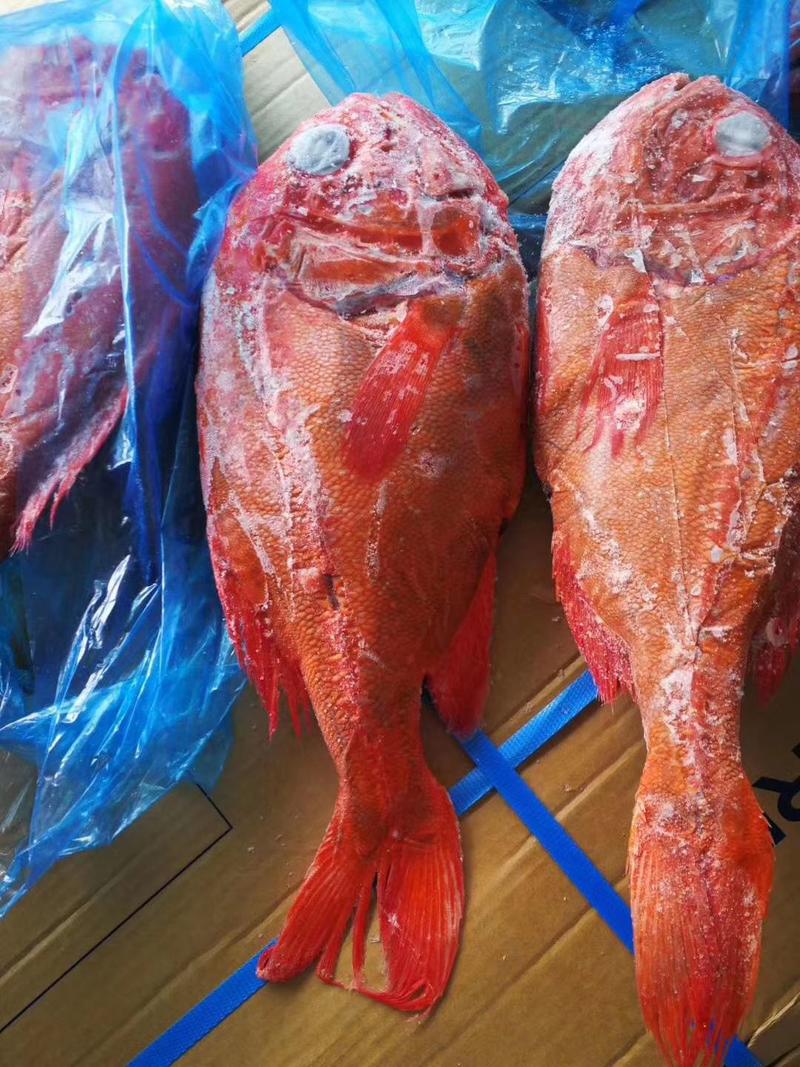 长寿鱼，新西兰近期新货保证品质，1250/1500的