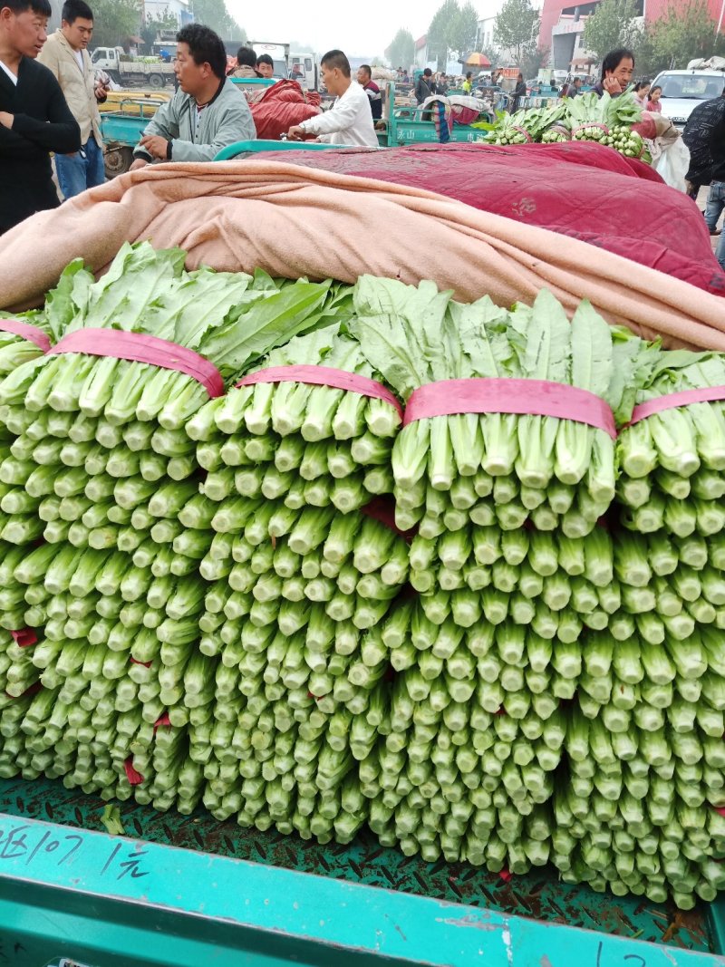 精品油麦菜，大量上市产地直发质量保证，代发全国根干净叶片