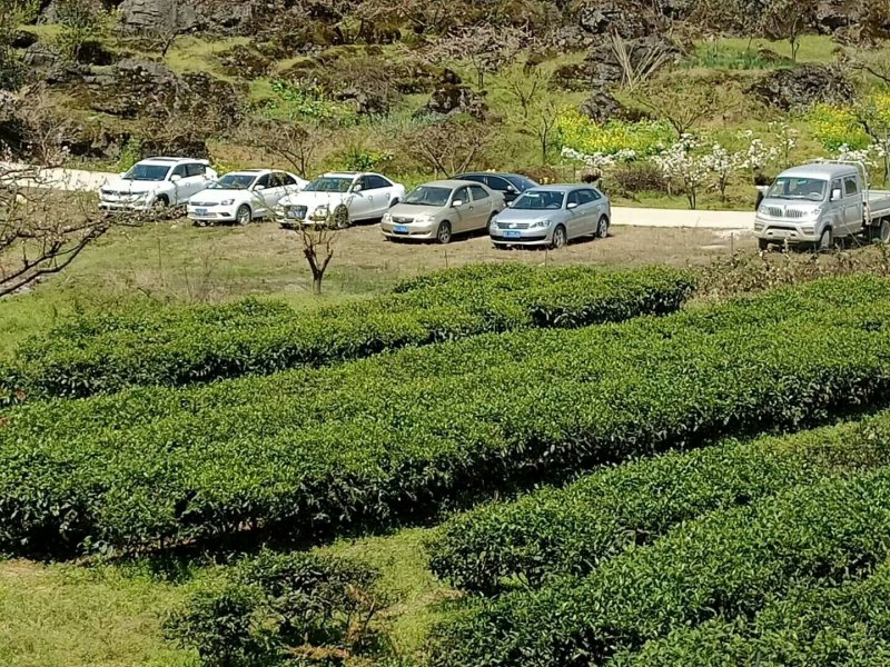 贵州名茶石阡苔茶绿茶好山好水出好茶