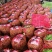 中碗6号和9甜碗豆已大量上市质量好无烂角，饱满度好