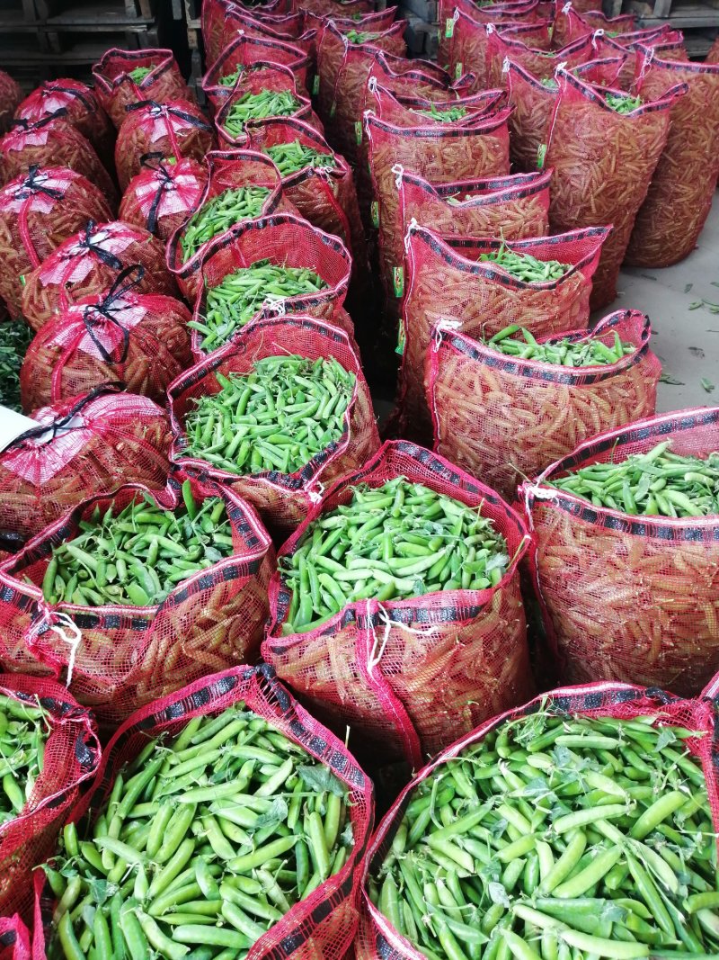 中碗6号和9甜碗豆已大量上市质量好无烂角，饱满度好