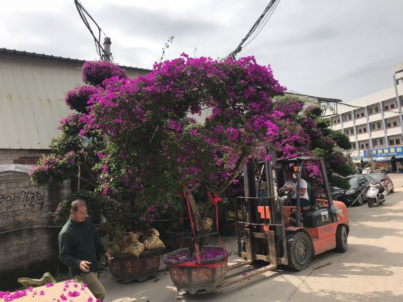 三角梅盆栽漳州产地一手货源花农直销桩景盆景可视频可实地买