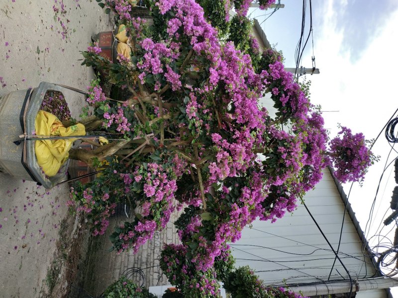 三角梅盆栽漳州产地一手货源花农直销桩景盆景可视频可实地买