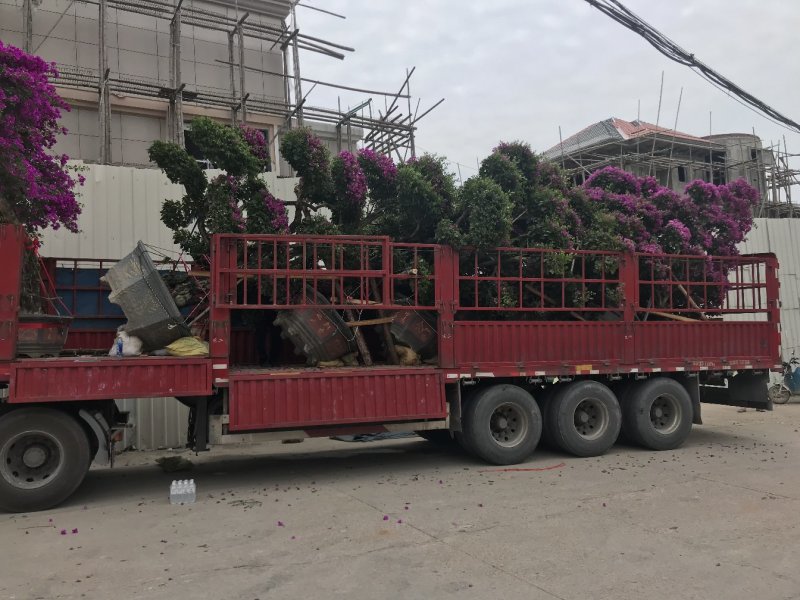三角梅盆栽漳州产地一手货源花农直销桩景盆景可视频可实地买