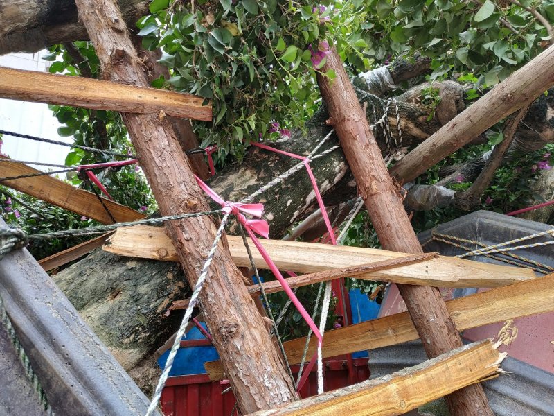 三角梅盆栽漳州产地一手货源花农直销桩景盆景可视频可实地买