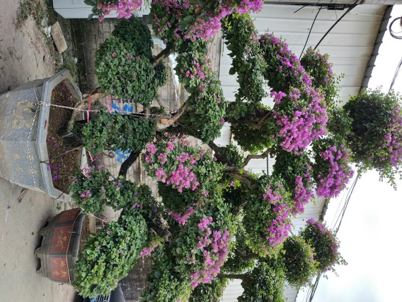 三角梅盆栽漳州产地一手货源花农直销桩景盆景可视频可实地买