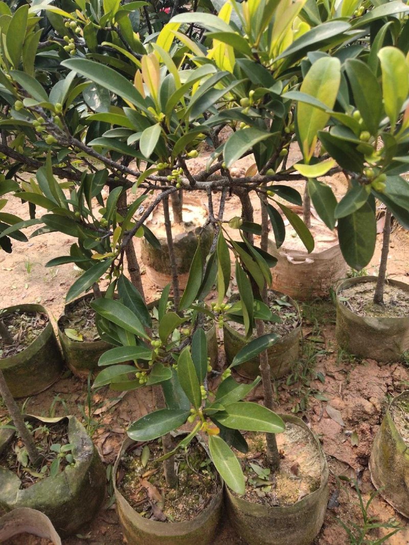 岭南山竹树苗黄金山竹苗盆栽地栽南北方种植果树苗包邮