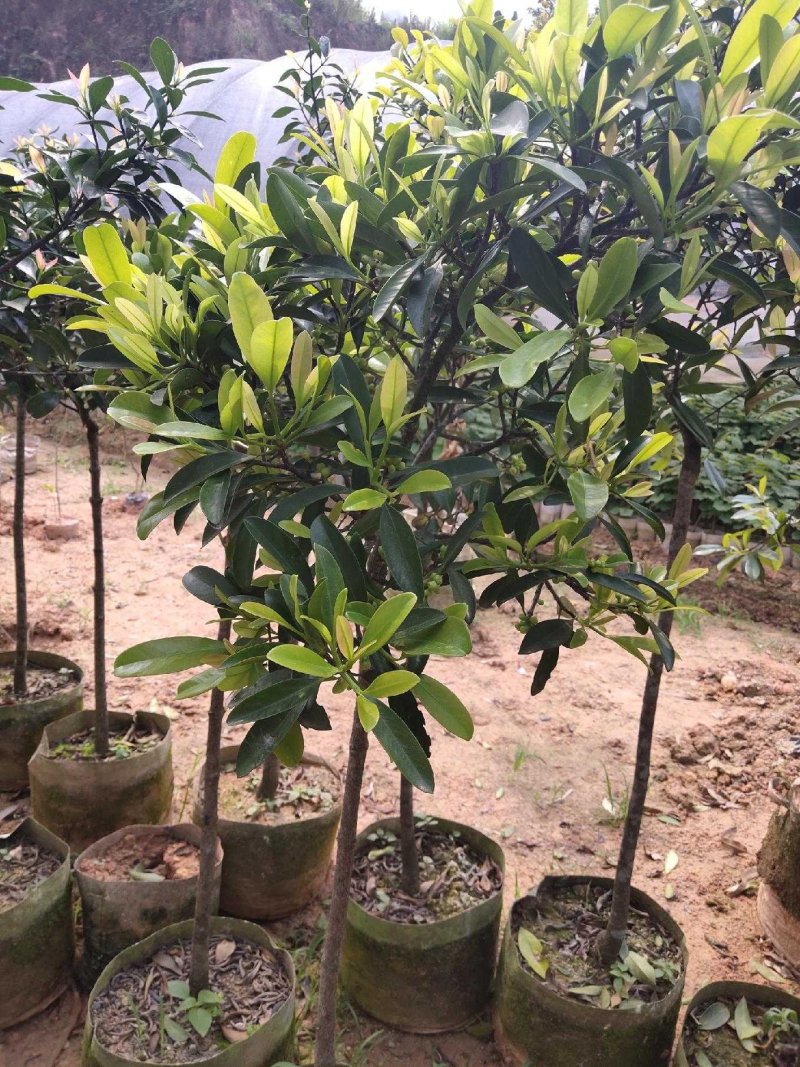 岭南山竹树苗黄金山竹苗盆栽地栽南北方种植果树苗包邮