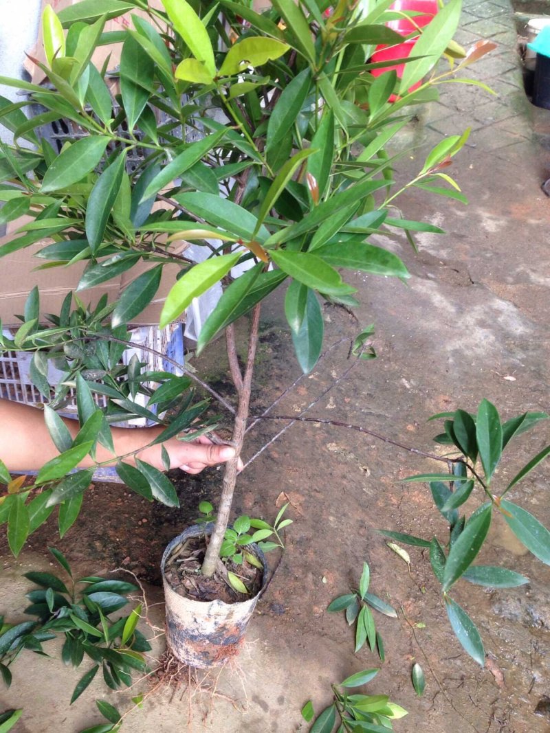 岭南山竹树苗黄金山竹苗盆栽地栽南北方种植果树苗包邮