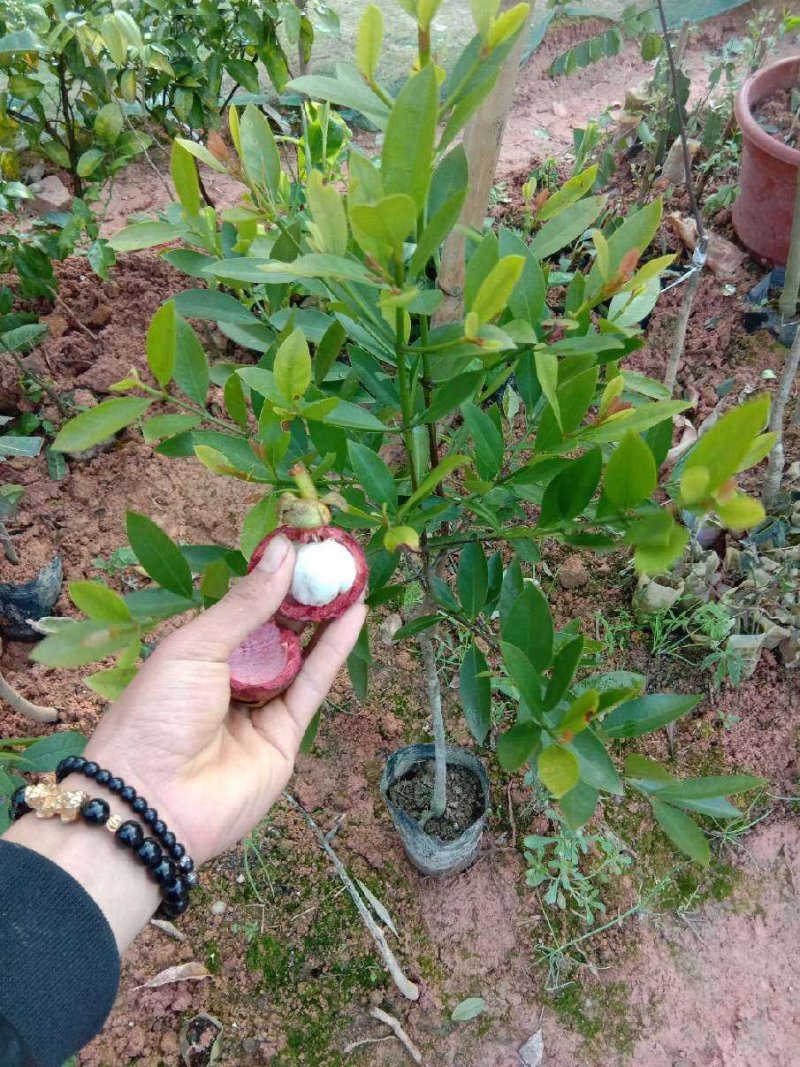 岭南山竹树苗黄金山竹苗盆栽地栽南北方种植果树苗包邮