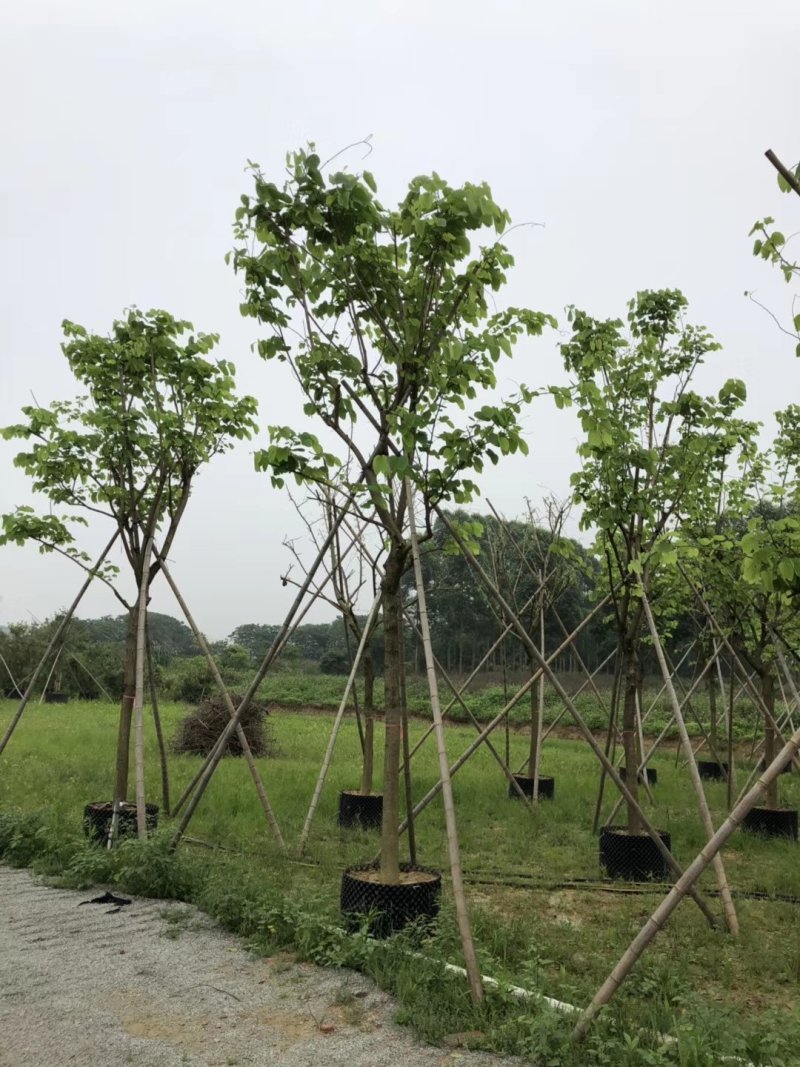 红花紫荆