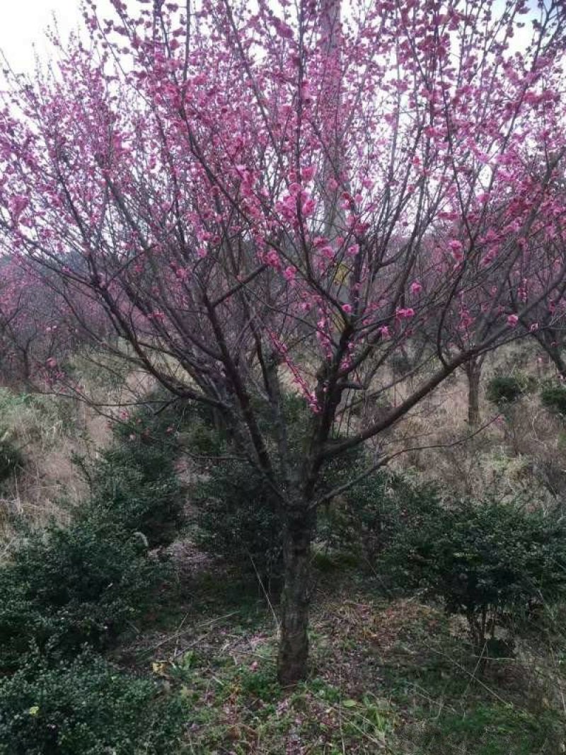 常年批发供应红梅树价格优惠，高杆矮杆分枝点可选，生长旺盛