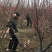 常年批发供应红梅树价格优惠，高杆矮杆分枝点可选，生长旺盛