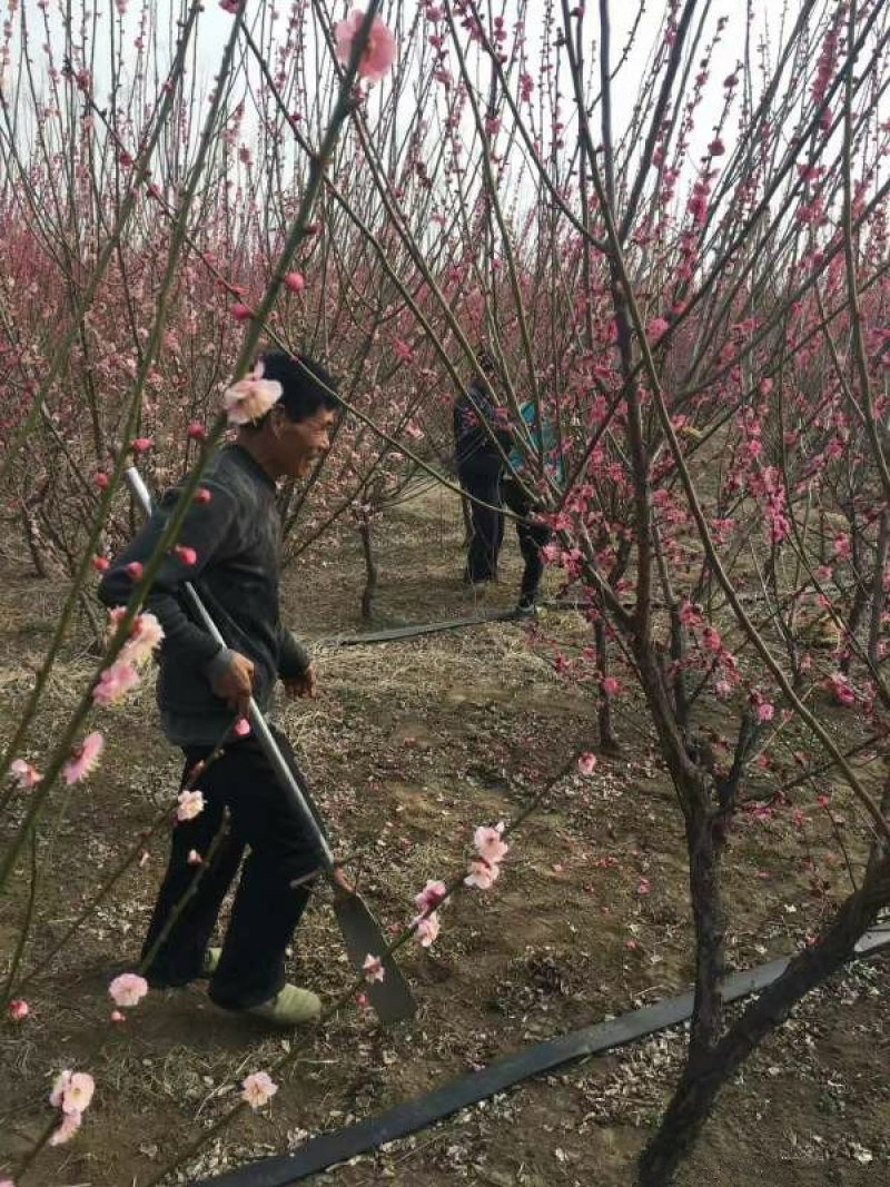 常年批发供应红梅树价格优惠，高杆矮杆分枝点可选，生长旺盛