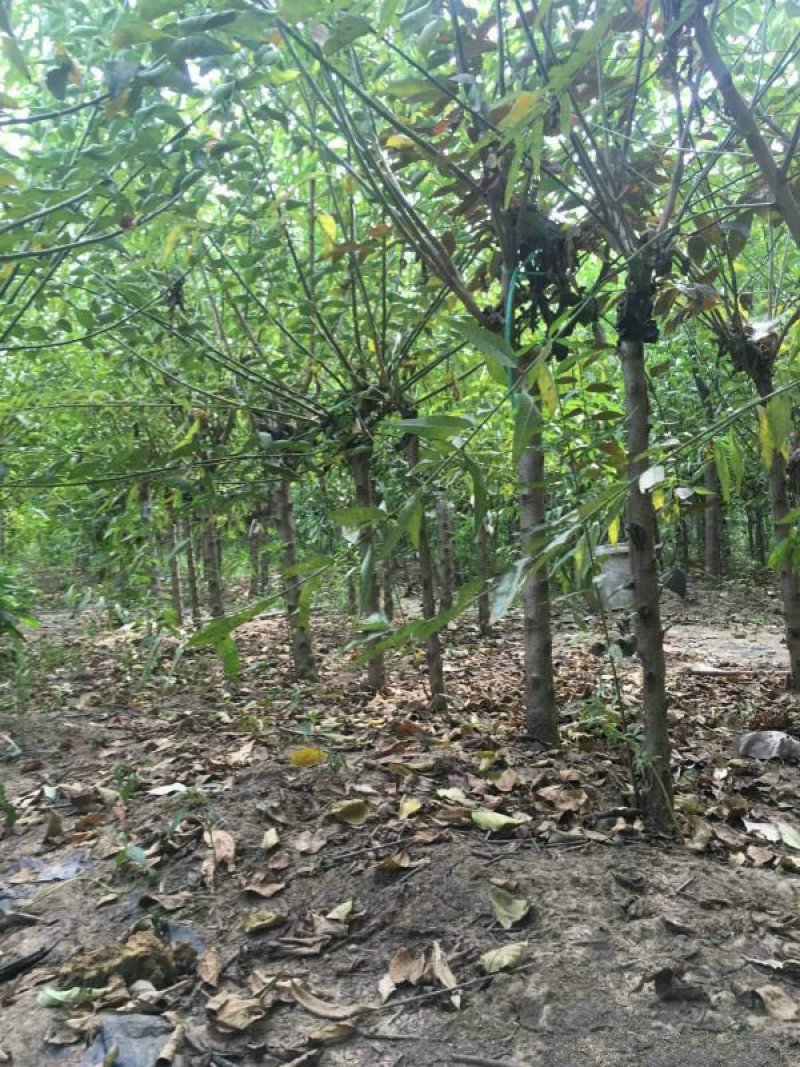 常年批发供应红梅树价格优惠，高杆矮杆分枝点可选，生长旺盛