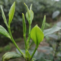 峨眉问春，发芽早的茶树品种，芽头饱满，易采摘