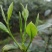 峨眉问春，发芽早的茶树品种，芽头饱满，易采摘