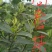 峨眉问春，发芽早的茶树品种，芽头饱满，易采摘