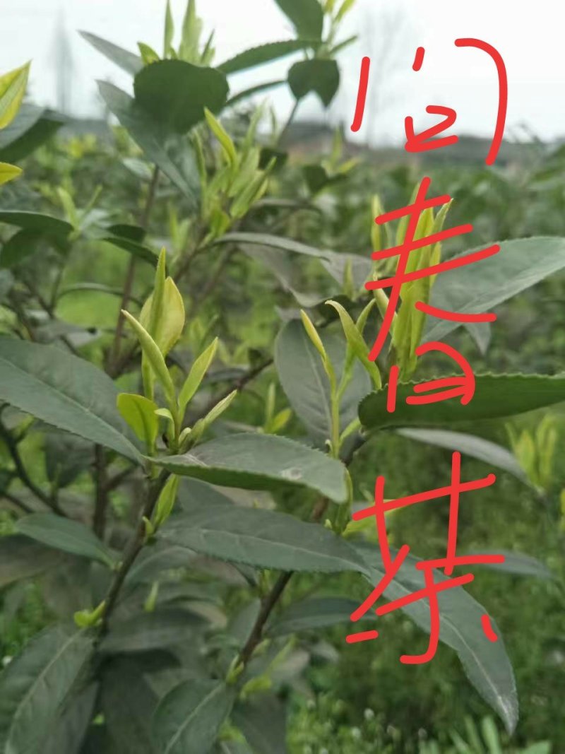 峨眉问春，发芽早的茶树品种，芽头饱满，易采摘