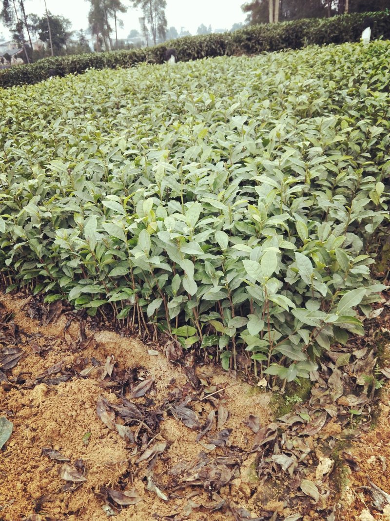 峨眉问春，发芽早的茶树品种，芽头饱满，易采摘