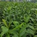 峨眉问春，发芽早的茶树品种，芽头饱满，易采摘