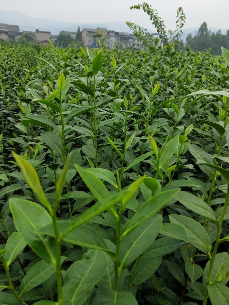 峨眉问春，发芽早的茶树品种，芽头饱满，易采摘