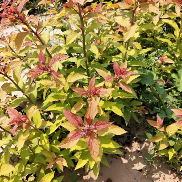 金焰绣线菊：金焰绣线菊：