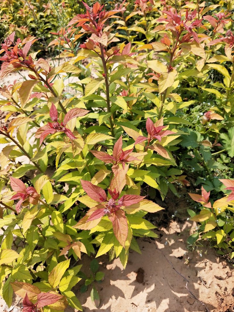 金焰绣线菊：金焰绣线菊：