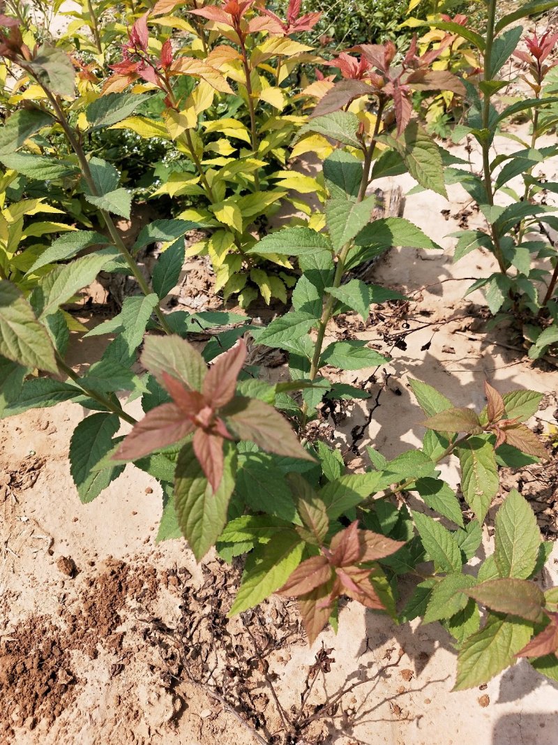 金焰绣线菊：金焰绣线菊：