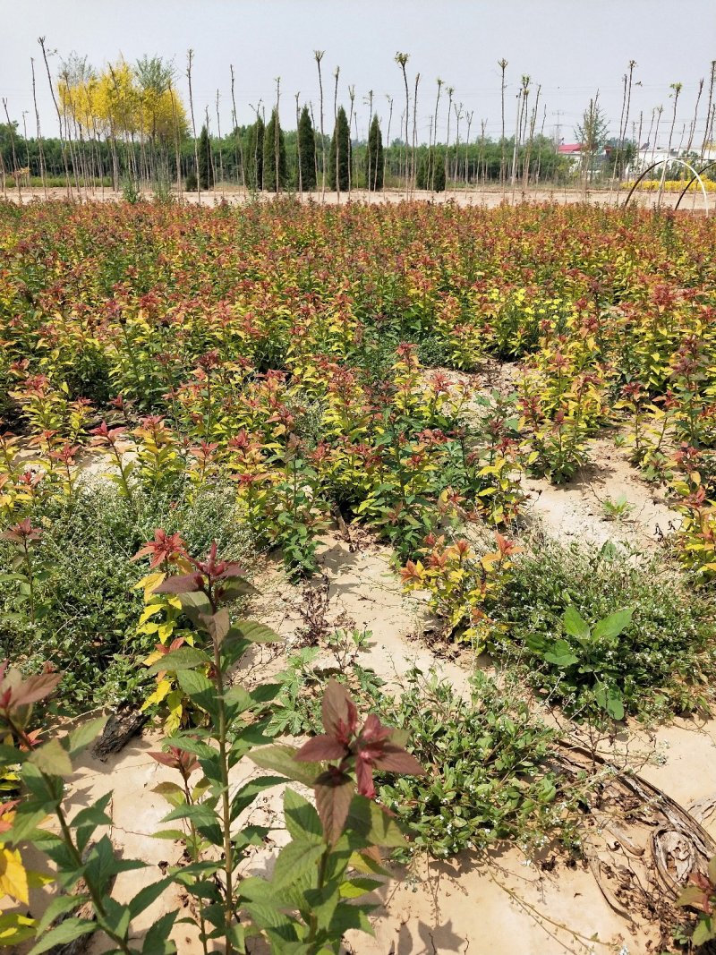 金焰绣线菊：金焰绣线菊：