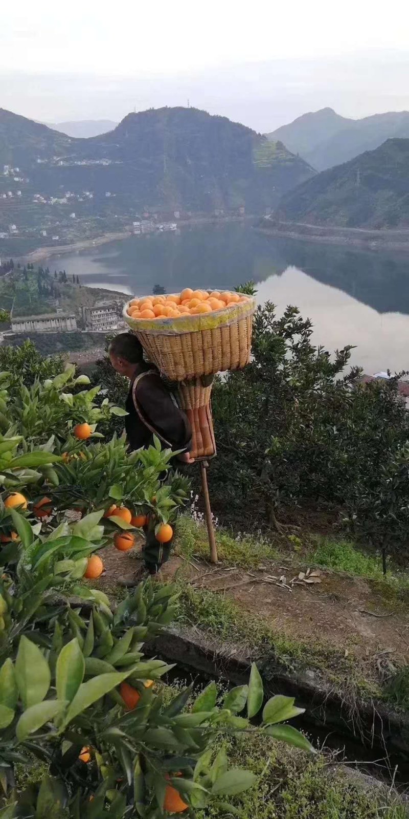 湖北秭归夏橙果园直供地头看货按需采摘欢迎咨询选购