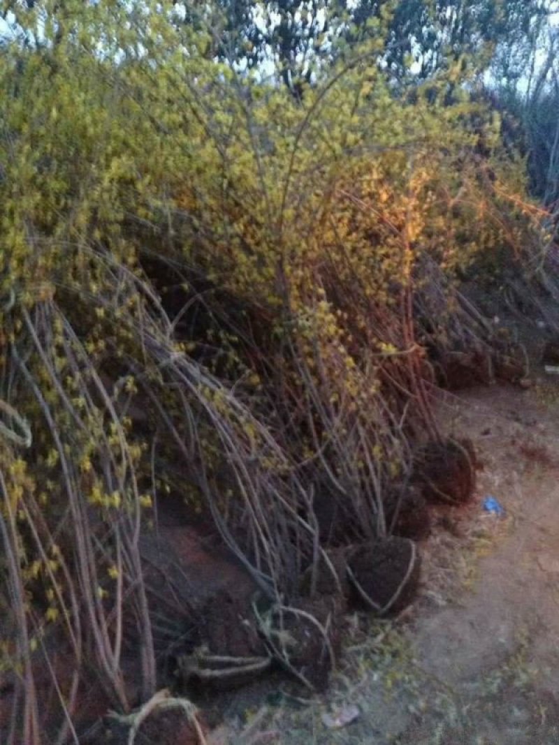 常年批发供应连翘树苗价格优惠，沭阳大型地被苗木连翘苗种植