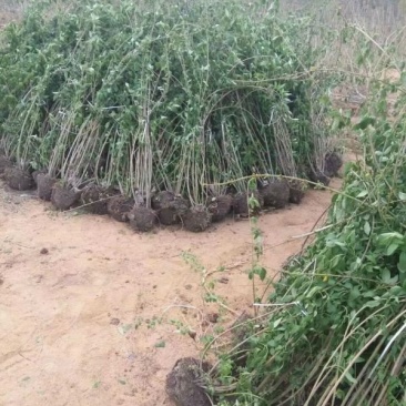 常年批发供应连翘树苗价格优惠，沭阳大型地被苗木连翘苗种植