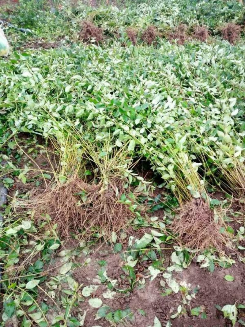 常年批发供应连翘树苗价格优惠，沭阳大型地被苗木连翘苗种植