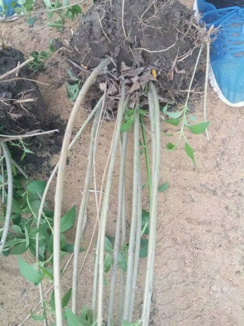 常年批发供应连翘树苗价格优惠，沭阳大型地被苗木连翘苗种植