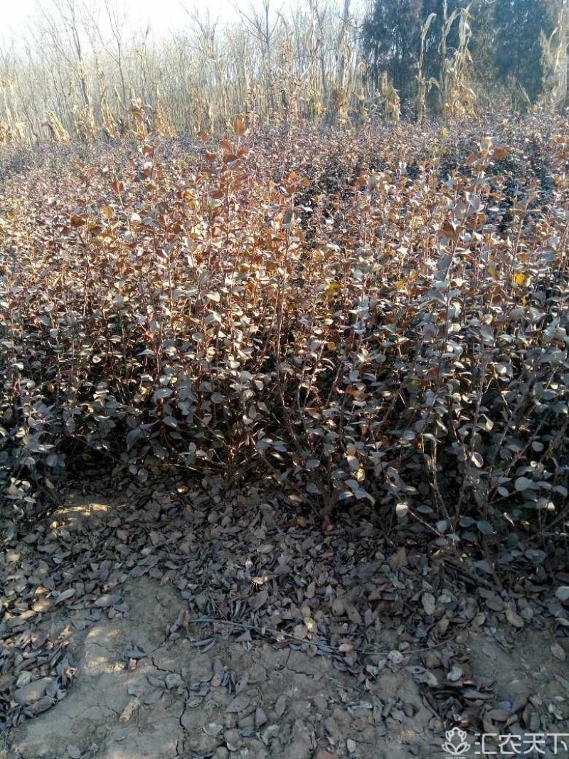 胶东卫矛：胶东卫矛：卫矛