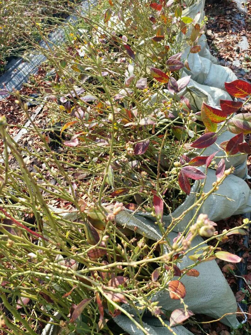 蓝莓苗1---3年苗现货，需要的朋友联系