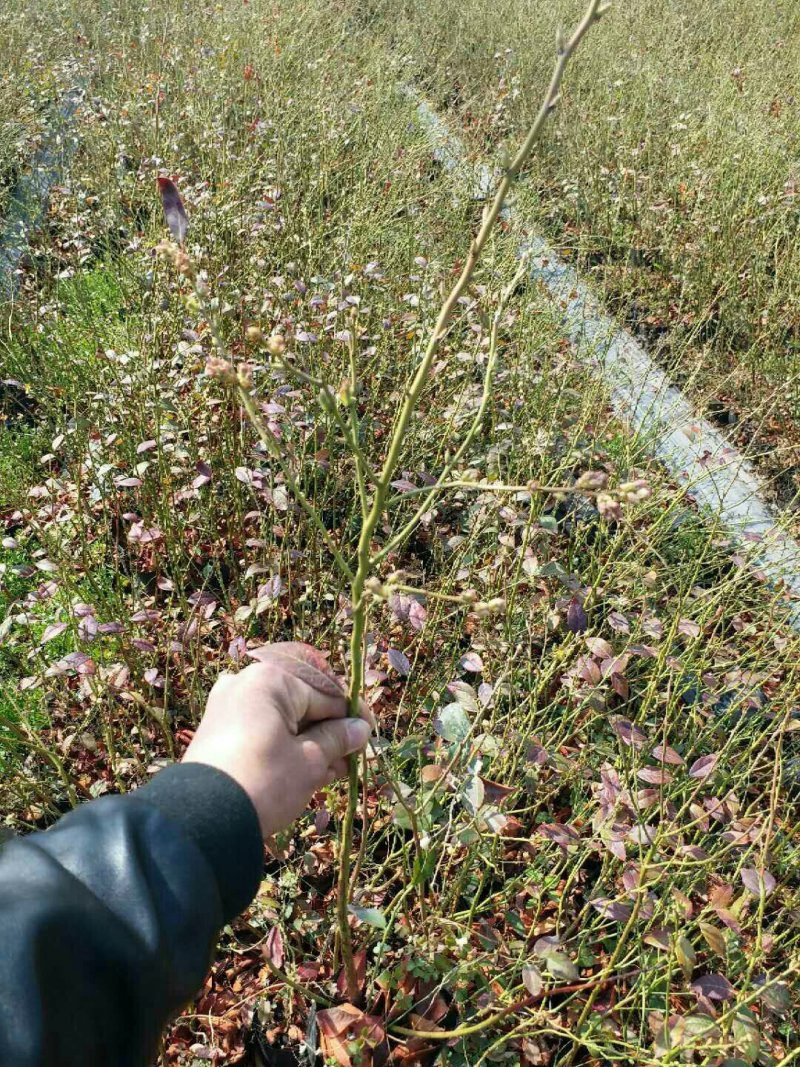 蓝莓苗1---3年苗现货，需要的朋友联系