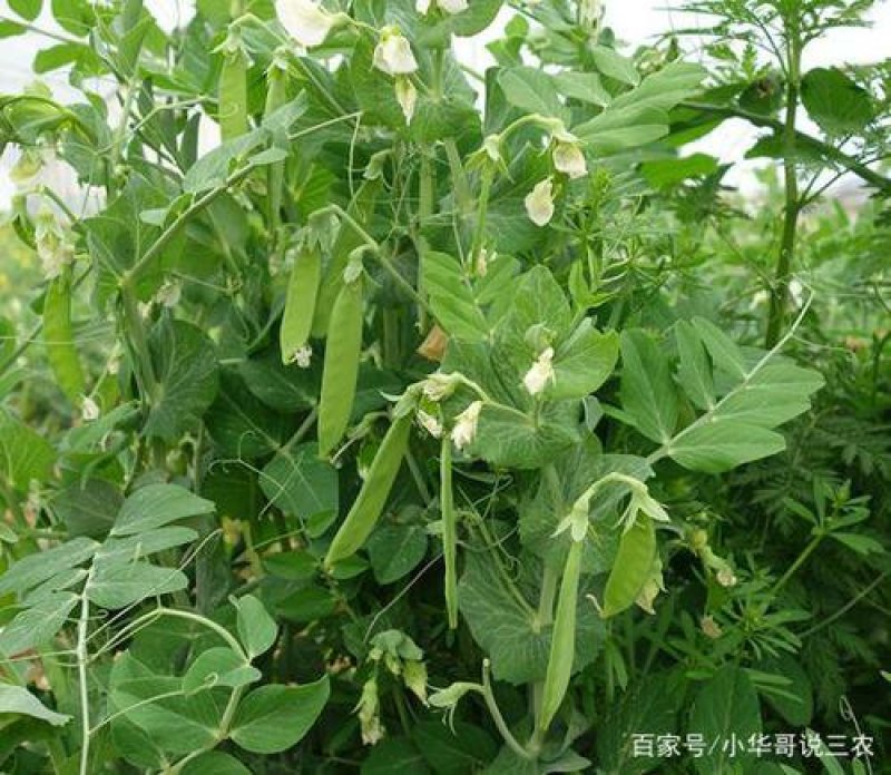 甜豆甜豆大量上市现摘现发，支持全国接单