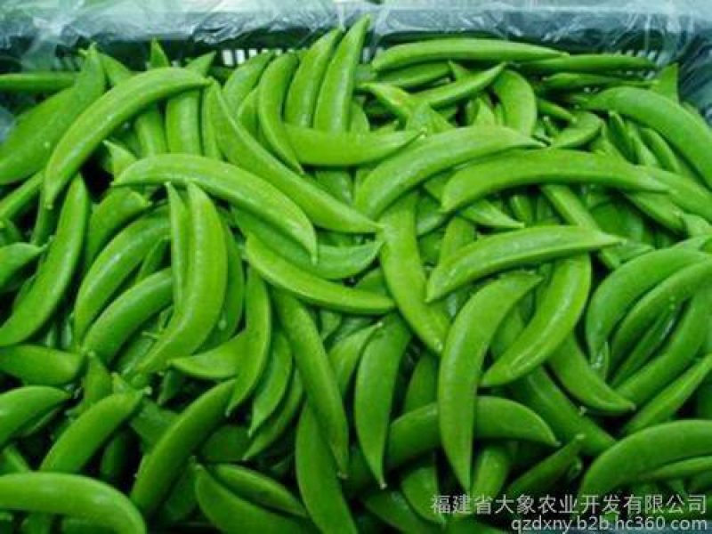 甜豆甜豆大量上市现摘现发，支持全国接单