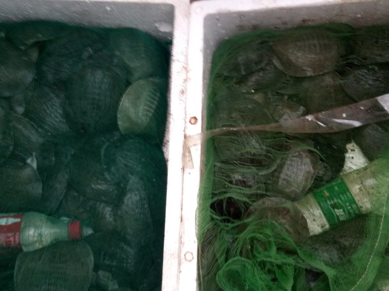 甲鱼苗，品种好成活高，品质保证，耐运输。