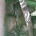 甲鱼苗，品种好成活高，品质保证，耐运输。