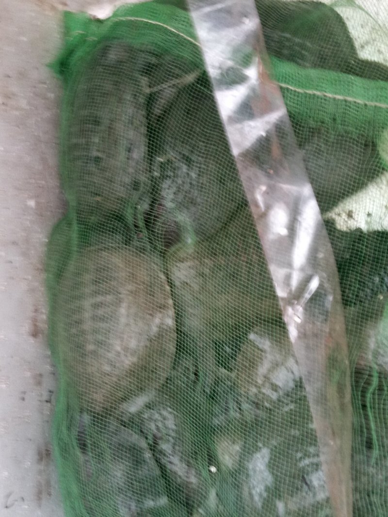 甲鱼苗，品种好成活高，品质保证，耐运输。